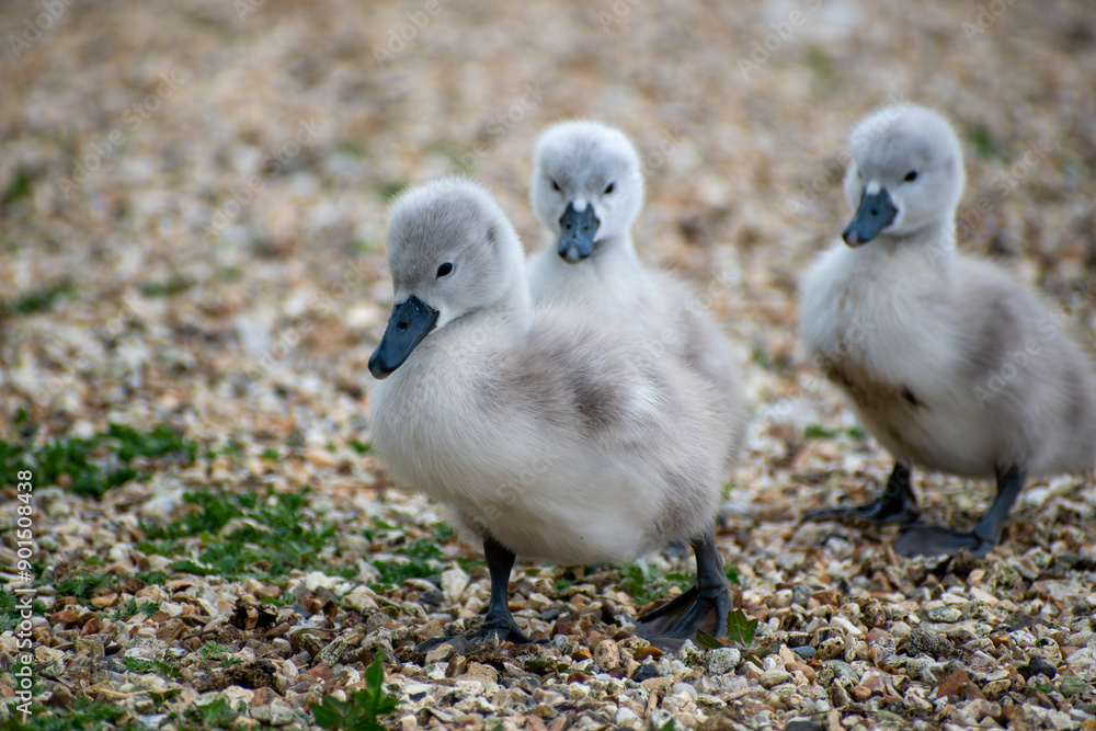3 small grey baby swans (cygnets) off on an adventure 3 small grey baby swans (cygnets) off on an adventure