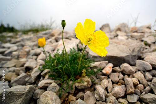 Gelber Alpen-Mohn // Alpine poppy (Papaver alpinum / (Papaver alpinum cf. subsp. rhaeticum) - Blidinje Nationalpark, Bosnien-Herzegowina photo