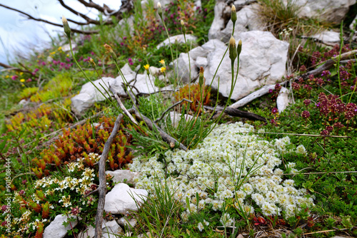 Dachziegelartige Mauermiere, Thymianblättrige Mauermiere // Common Kapela Nailwort (Paronychia kapela) - Blidinje Nationalpark, Bosnien-Herzegowina photo