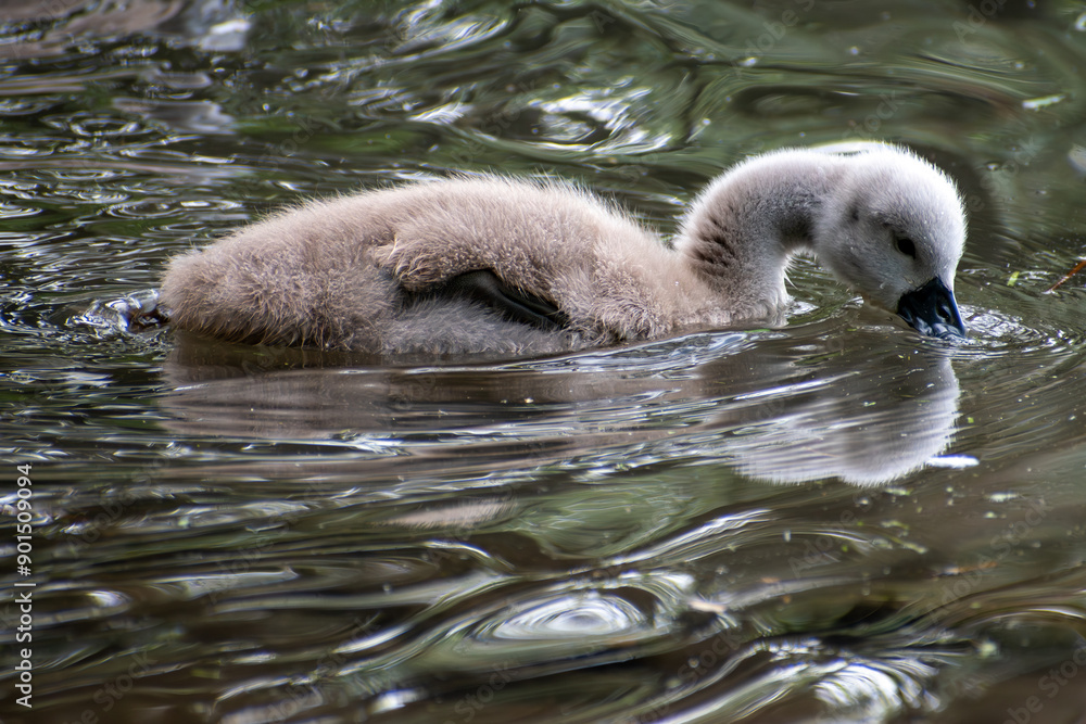 Small grey baby swan (cygnet) looking for food under water Small grey baby swan (cygnet) looking for food under water