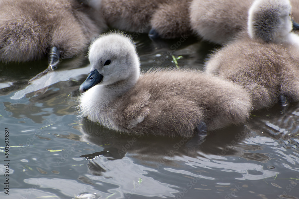 Small grey baby swan (cygnet) swimming on water Small grey baby swan (cygnet) swimming on water