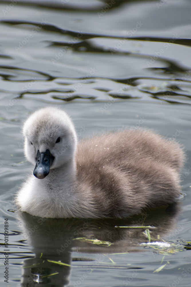 Small grey baby swan (cygnet) swimming on water Small grey baby swan (cygnet) swimming on water