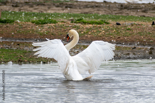 Fototapeta Naklejka Na Ścianę i Meble -  Adult mute swan stretching its wings