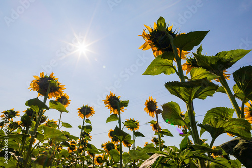 Campo di girasoli photo