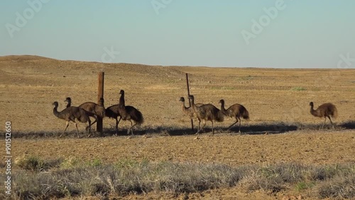 Flock of emus walking near dingo long fence in South Australia