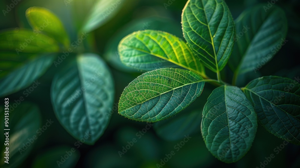 Detailed view of green leaves Detailed view of green leaves