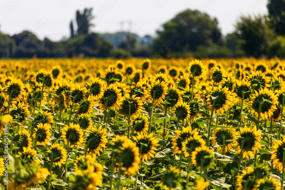 Obraz premium Campo di girasoli