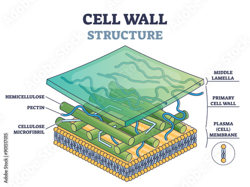 Cell wall structure with plant cellular parts description outline diagram, transparent background. Labeled educational model components description with hemicellulose.