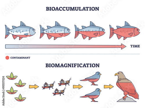 Bioaccumulation vs biomagnification toxic poisoning process outline diagram, transparent background. Labeled educational environmental danger chain with nature organisms.
