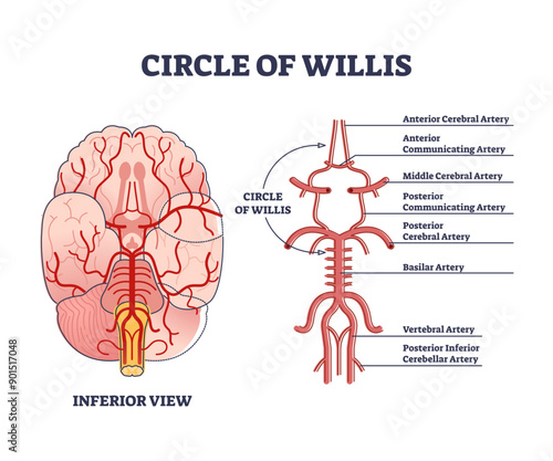 Circle of willis circulatory anastomosis with blood stream in brain outline diagram, transparent background. Artery and aorta system explanation from inferior view illustration.