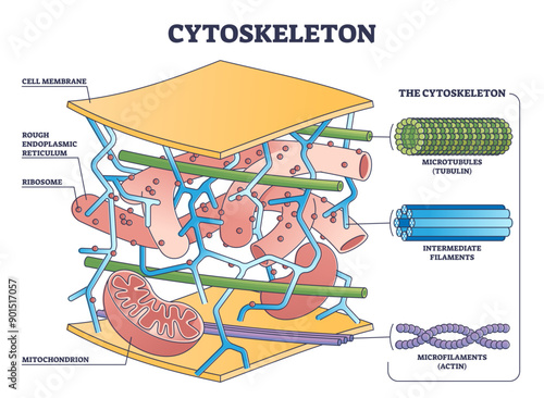 Cytoskeleton structure as complex dynamic network of interlinking protein filaments outline diagram, transparent background. Labeled educational cell.