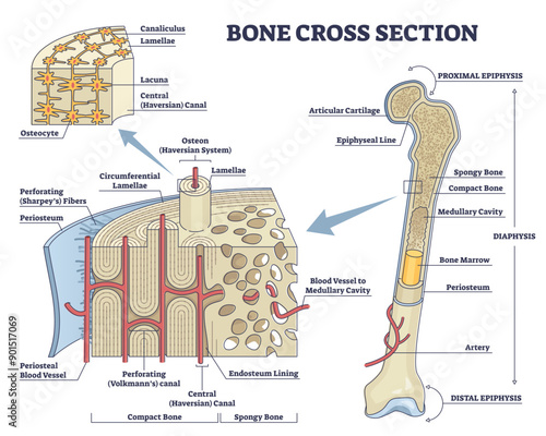 Bone cross section and isolated anatomical detailed structure outline diagram, transparent background. Labeled educational medical body description.