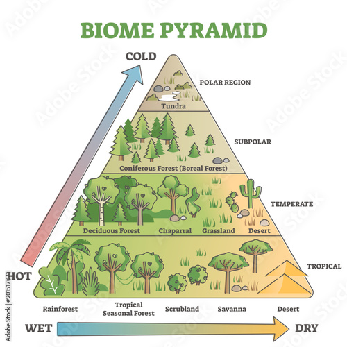 Biome pyramid as ecological weather or climate classification outline diagram, transparent background. Educational labeled scheme with temperature and moisture axis that effects polar, subpolar.