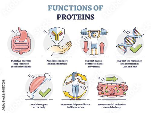Functions of proteins with anatomical roles in body outline collection set, transparent background. Labeled educational list with molecules support for immune system.