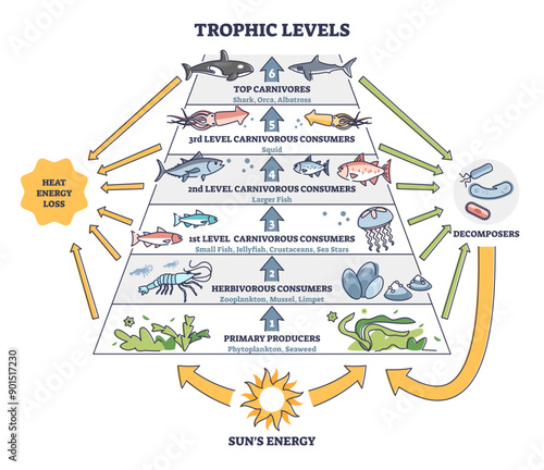 Trophic levels in water wildlife as ocean food chain pyramid outline diagram, transparent background. Labeled educational division and classification.