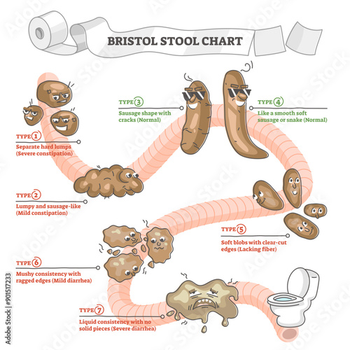 Bristol stool chart with excrement description and types outline concept, transparent background. Healthy condition, severe constipation.