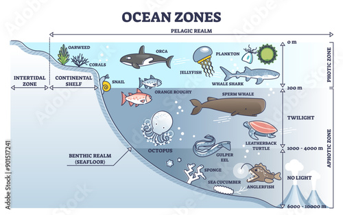Ocean zones division with depth or light penetration in water outline diagram, transparent background. Geographical underwater detailed scheme with pelagic realm, intertidal, continental shelf.