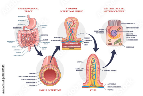 Small intestine with scientific gastrointestinal tract structure outline diagram, transparent background. Labeled educational anatomy explanation with fold of intestinal lining.
