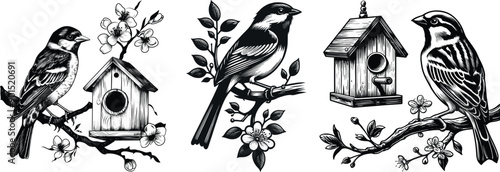Birds Nest - A Set of Birds in a Beautiful Nest Vector Illustration on a transparent background. Spring singing birds printable for the artbook, t-shirt, postcards, gift cards, etc.
