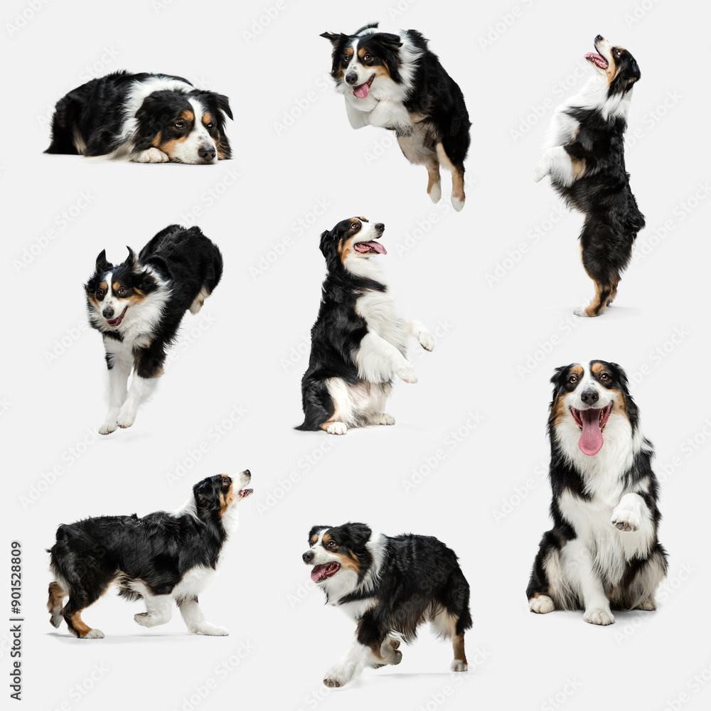 Obraz premium Four-legged friend. Black Tricolor Australian Shepherd playing, running, an jumping against white studio background. Friend, love, care and animal health, veterinary and grooming concept