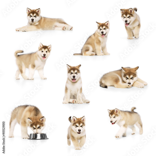 Cute Husky dog puppy playing, eating, resting against white studio background. Friendly muzzle. Collage. Friend, love, care and animal health, veterinary and grooming concept