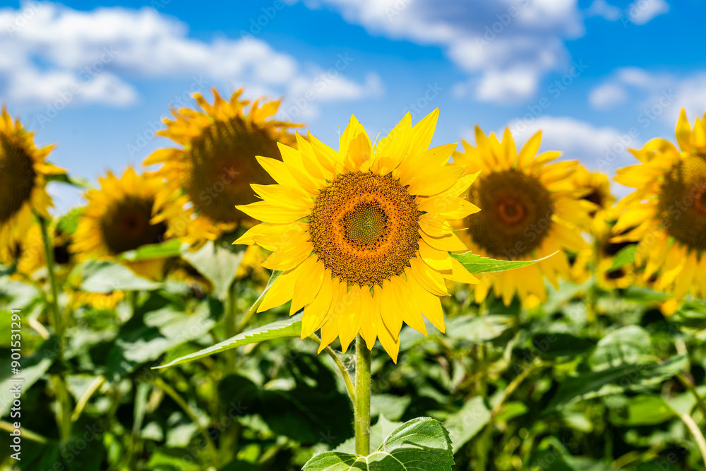 Nahaufnahme einer blühenden Sonnenblume Nahaufnahme einer blühenden Sonnenblume