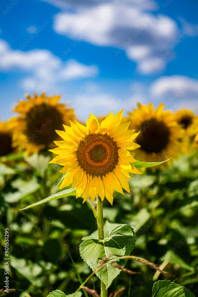 Nahaufnahme einer blühenden Sonnenblume Nahaufnahme einer blühenden Sonnenblume