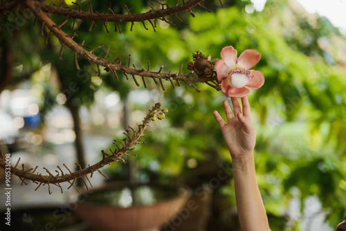 A child's hand reaches for a tropical flower photo