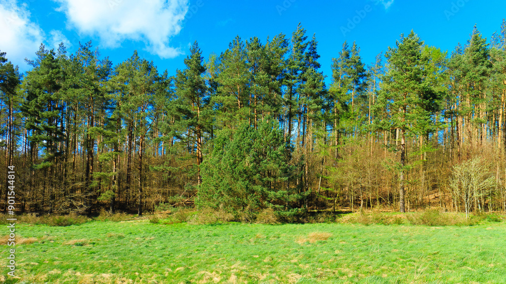 Fototapeta premium Wild, green meadow in forest. Kashubia Poland.