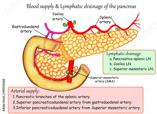 Arteries and lymph  of the pancreas
Splenic 
Superior pancreaticoduodenal 
Inferior pancreaticoduodenal photo