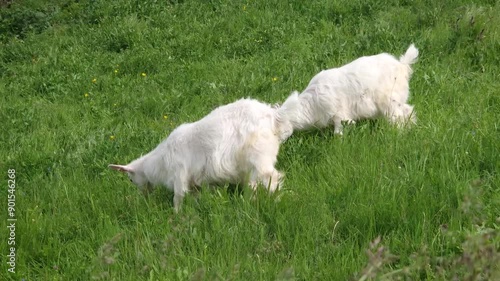 Two white goat kid grazing grass on the fresh green pasture. Idyllic summer meadow with a yeanling eating herbs photo