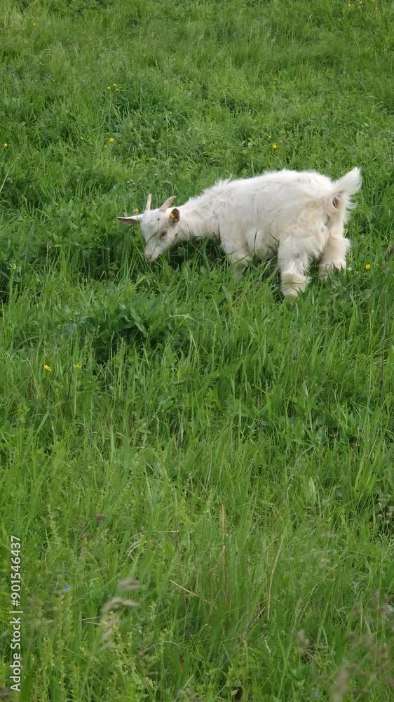 Little white goat kid grazing grass on the fresh green pasture. Idyllic summer meadow with a yeanling eating herbs Little white goat kid grazing grass on the fresh green pasture. Idyllic summer meadow with a yeanling eating herbs