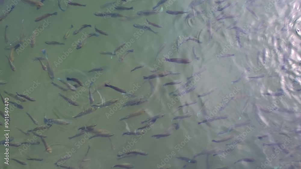 There are many Japanese carp fish swimming in the water. Fish farm. The pond is teeming with a school of large fish. There are many Japanese carp fish swimming in the water. Fish farm. The pond is teeming with a school of large fish.