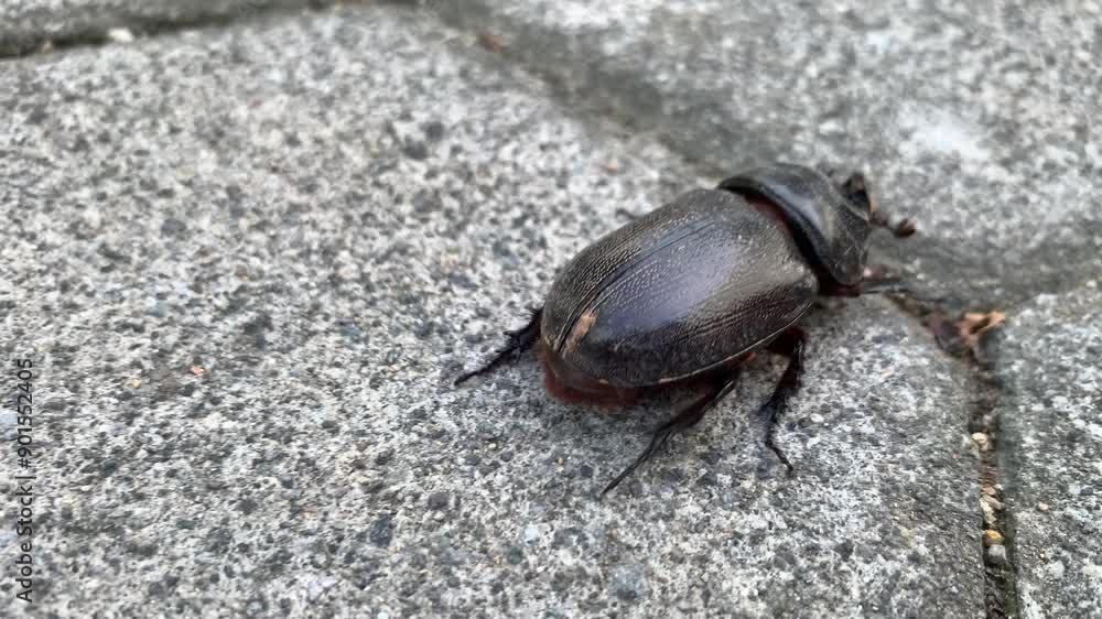 custom made wallpaper toronto digitalBlack beetle or Oryctes rhinoceros walking on the ground