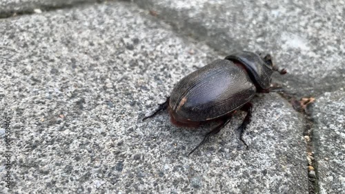 Wallpaper Mural Black beetle or Oryctes rhinoceros walking on the ground Torontodigital.ca