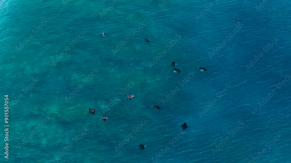 Drone slow-motion view showing a group of Manta Ray swimming in clear blue water Drone slow-motion view showing a group of Manta Ray swimming in clear blue water