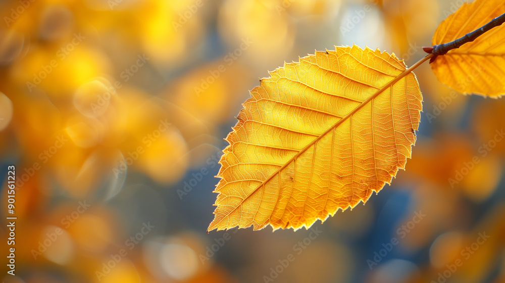 A golden yellow birch leaf with intricate veins set against a blurred autumn background. A golden yellow birch leaf with intricate veins set against a blurred autumn background.