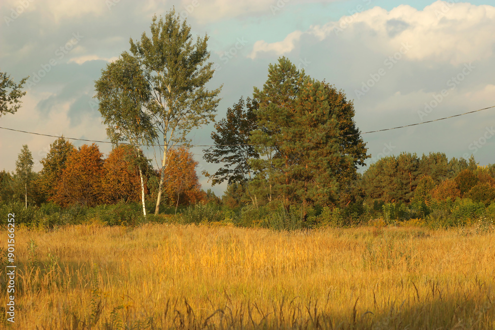 Fototapeta premium Autumn landscape with yellow grass and beautiful trees on the cloudy day