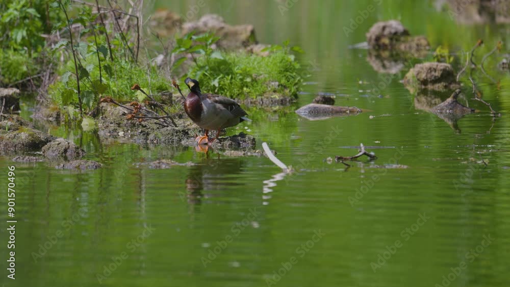 Ducks sleep, clean their feathers, eat algae. Ducks are beautifully reflected in water. A family of ducks, geese swims in a water channel, river, lake Ducks sleep, clean their feathers, eat algae. Ducks are beautifully reflected in water. A family of ducks, geese swims in a water channel, river, lake