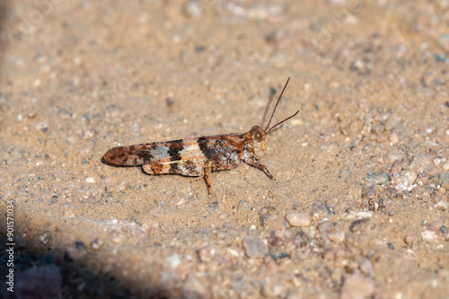 Pallid Winged Grasshopper (Trimerotropis pallidipennis) in Colorado photo