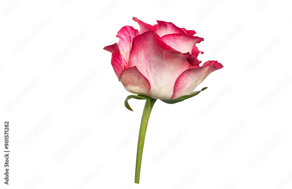 Red rose top view. Beautiful single light flower on stem transparent background. Natural object for design to Valentines Day, mother Day, anniversary, wedding Red rose top view. Beautiful single light flower on stem transparent background. Natural object for design to Valentines Day, mother Day, anniversary, wedding