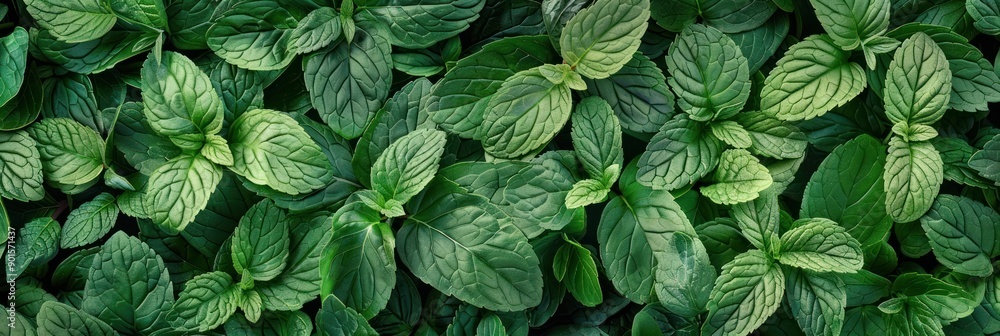 Many fresh peppermint leaves texture background, fragrant spices pattern, Mentha piperita mockup Many fresh peppermint leaves texture background, fragrant spices pattern, Mentha piperita mockup