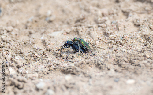 Purple Tiger Beetles Cicindela Purpurea Copulating on Rocky Soil in Colorado