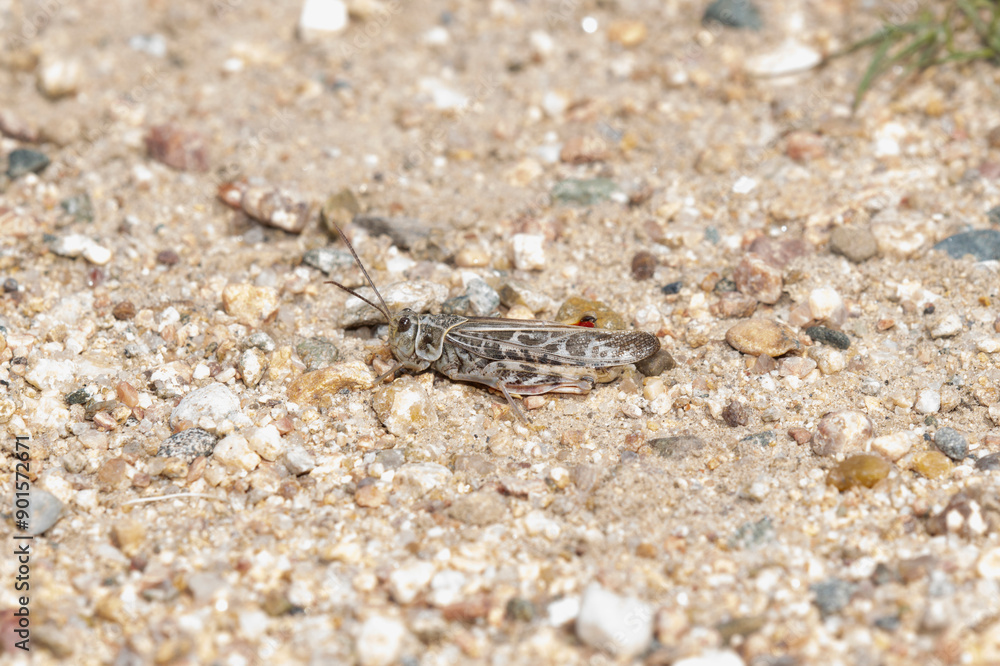Detailed View of Red Shanked Grasshopper Xanthippus Corallipes on Sandy Ground in Colorado Detailed View of Red Shanked Grasshopper Xanthippus Corallipes on Sandy Ground in Colorado