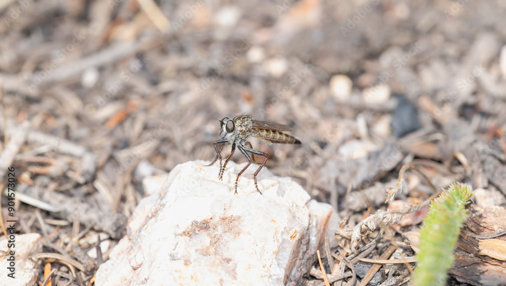 A Robber Fly Machimus in Colorado’s Natural Habitat A Robber Fly Machimus in Colorado’s Natural Habitat