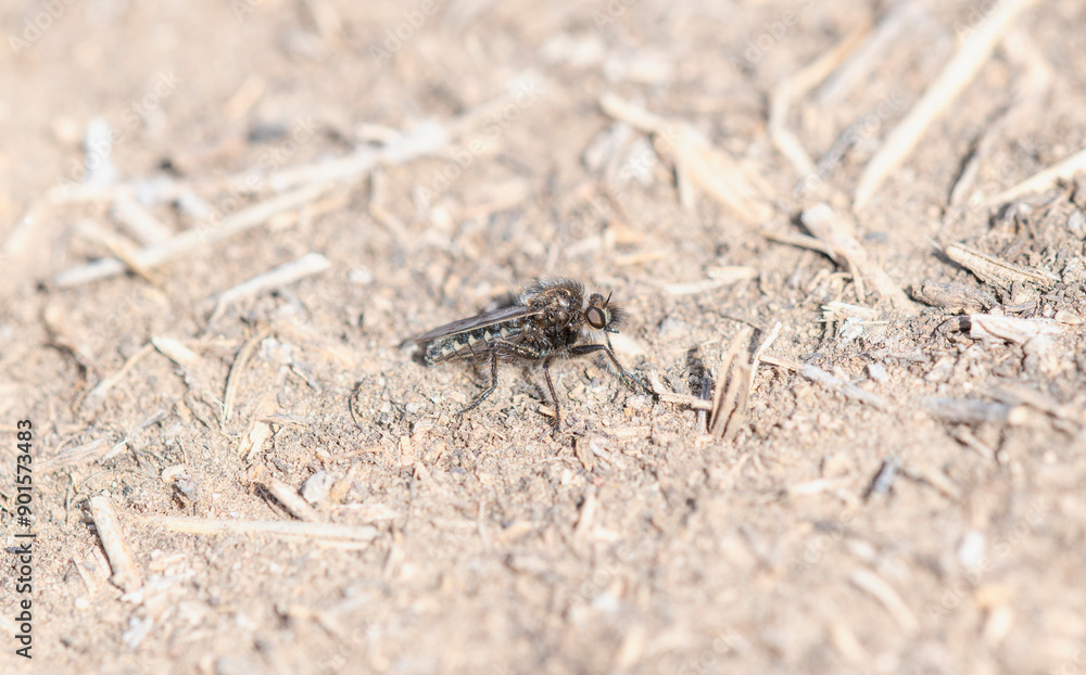 A Robber Fly of the Genus Comantella in Colorado's Natural Habitat A Robber Fly of the Genus Comantella in Colorado's Natural Habitat