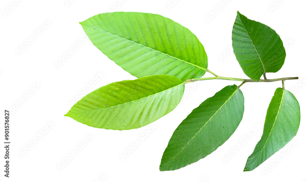 A cut-out of tree top leaves on a white background with clipping paths. A cut-out of tree top leaves on a white background with clipping paths.