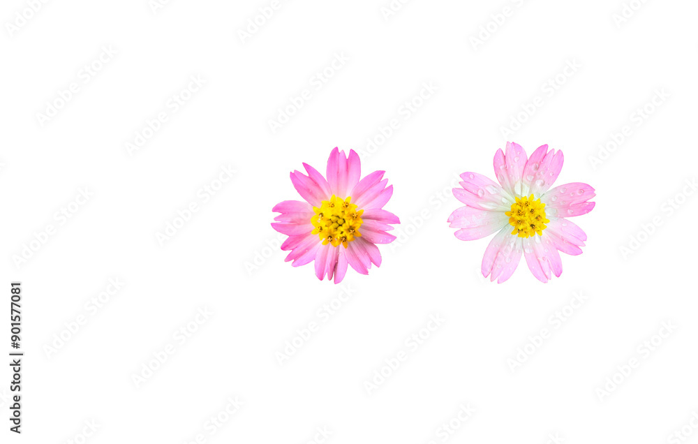 Cut out of Cosmos with clipping path on white background Cut out of Cosmos with clipping path on white background