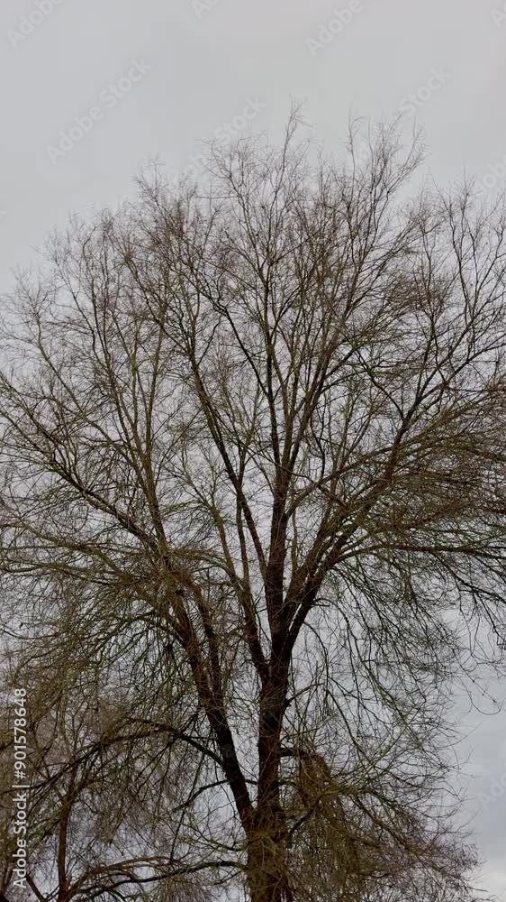 Bare Tree Against Cloudy Sky in Winter Bare Tree Against Cloudy Sky in Winter