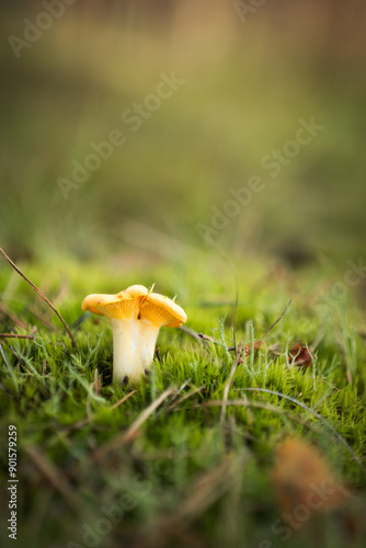 Chanterelles growing in the forest, selective focus.